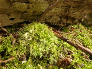 leucobryum na lokalite
